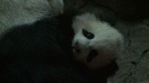 Bebé panda listo para estrellato en EEUU