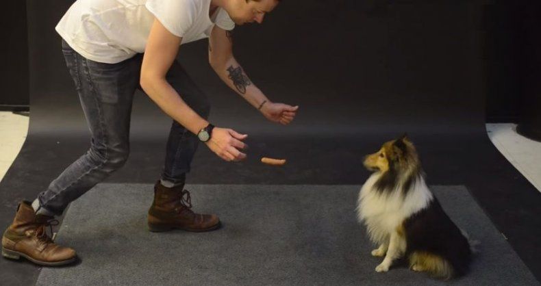 Divertidas reacciones de perritos a un apetitoso acto de magia