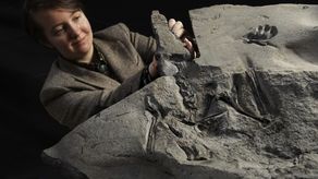 El fósil recibió el nombre celta de Dearc sgiathanach, que significa reptil alado”.