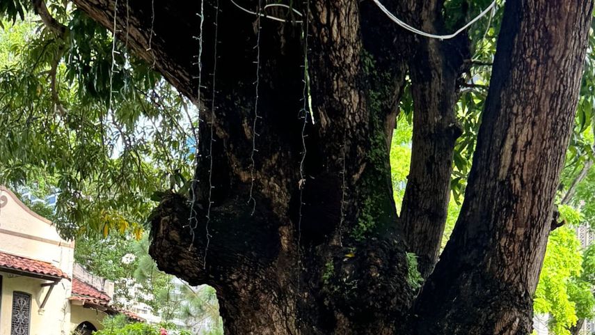 Alcalde Mayer Mizrachi denuncia robo de cordones de luz