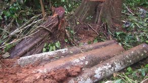 además de los árboles talados, se Encontró una retroexcavadora, y pelajes de saíno, lo que evidencia posible caza de animales. además de los árboles talados, se Encontró una retroexcavadora, y pelajes de saíno, lo que evidencia posible caza de animales.