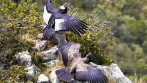 Una pareja entregada a su nido