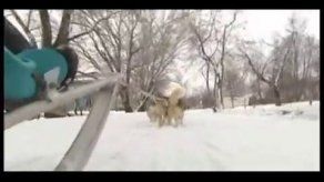 El invierno moscovita invita a pasear en trineo con perros