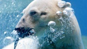 EU da permiso a petroleras para molestar a osos polares