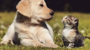 No olvides prestar atención a tu mascota