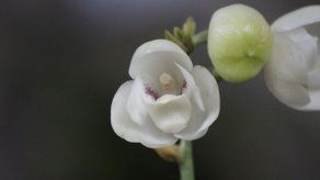 La Flor del Espíritu Santo