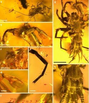 Hallan una araña con cola preservada en ámbar de hace 100 millones de años
