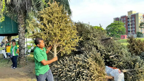 ETESA recibirá arbolitos de Navidad naturales para reciclaje