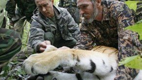 Despierta dudas una versión de un encuentro de Putin con un tigre