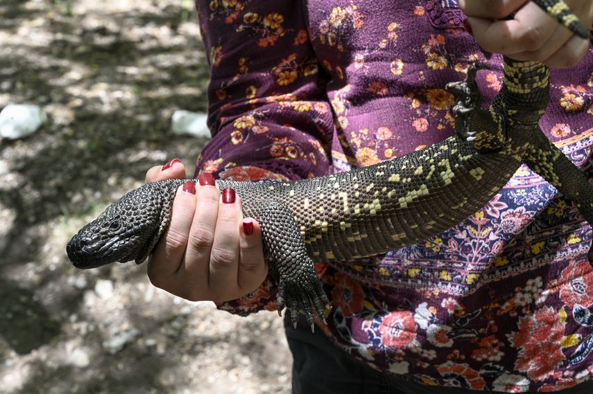 El lagarto se alimenta principalmente de huevos y pichones de aves.&nbsp;