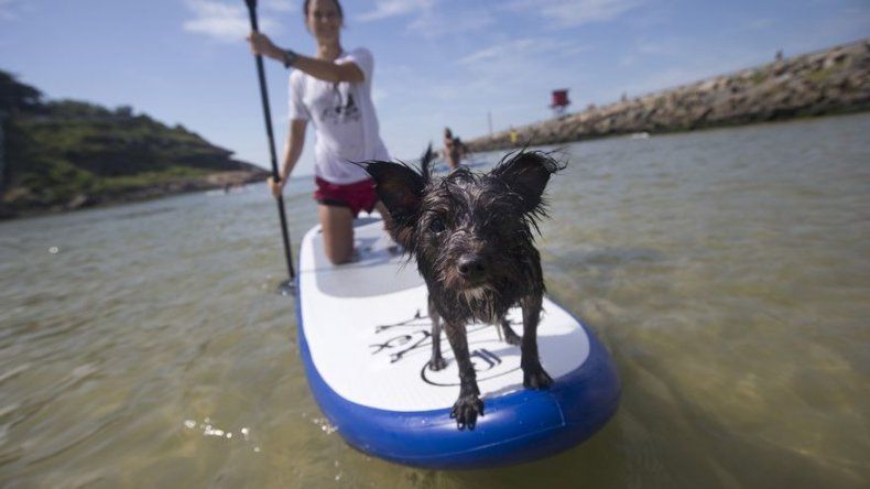 Perros montan las olas en Brasil