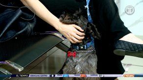 Control médico es vital en la salud de las mascotas