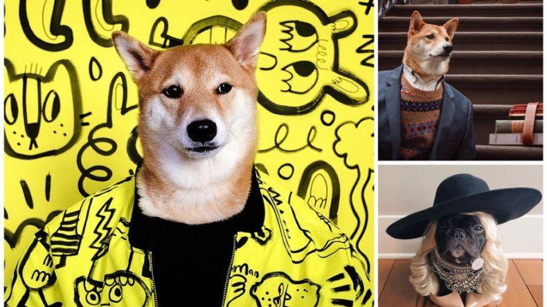Las 7 mascotas más fashion de Instagram