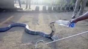 Cobra sedienta bebe agua de una botella en India