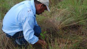 Reforestan cuencas de ríos Farallón y Patiño