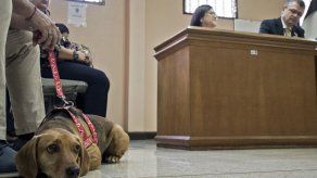 Por primera vez en América Latina un perro asiste a un juicio como víctima de maltrato