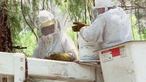 Abejorros asesinos matan a por lo menos 42 personas en China