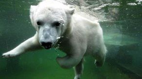 Murió por hipertermia oso polar de zoológico de Buenos Aires