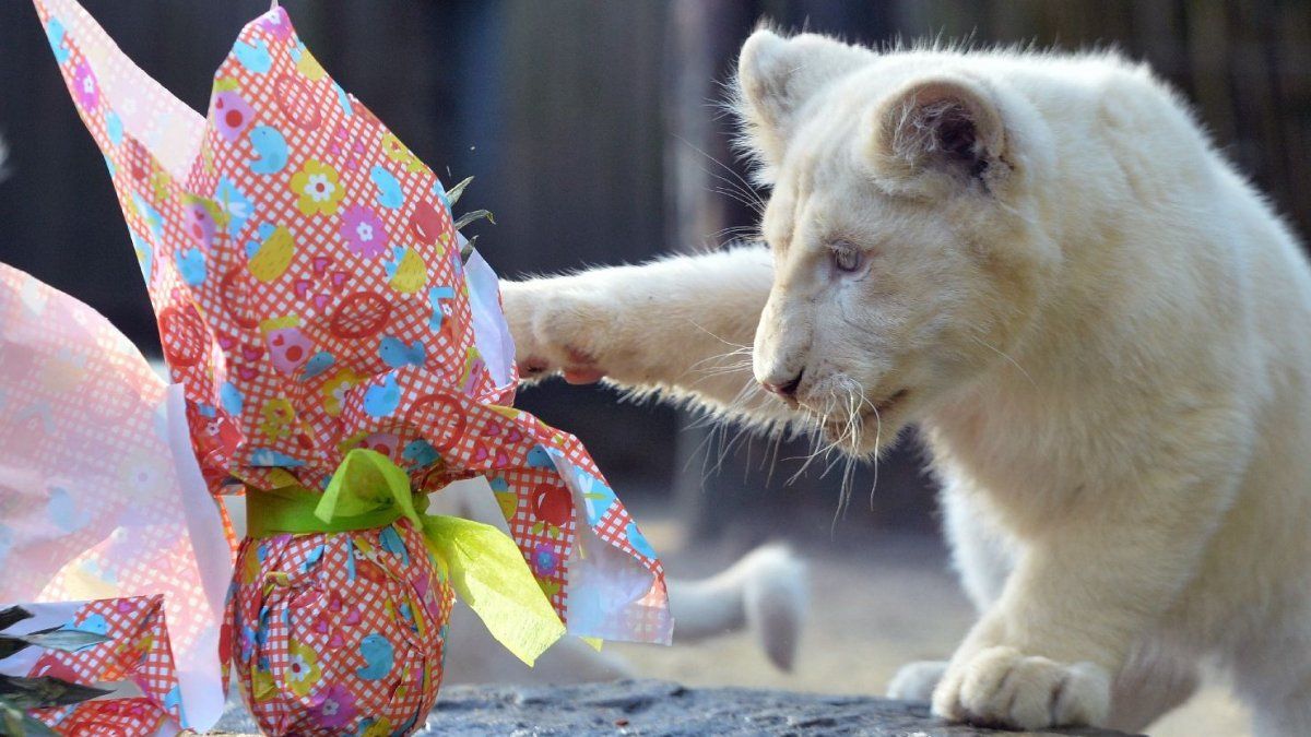 Celebraciones del día de Pascua 2016