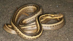 Nueva serpiente es nombrada en honor a profesor de Luisiana