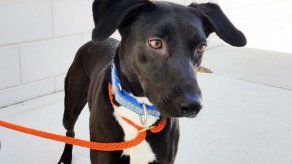 Programa de rehabilitación da nueva oportunidad a perros