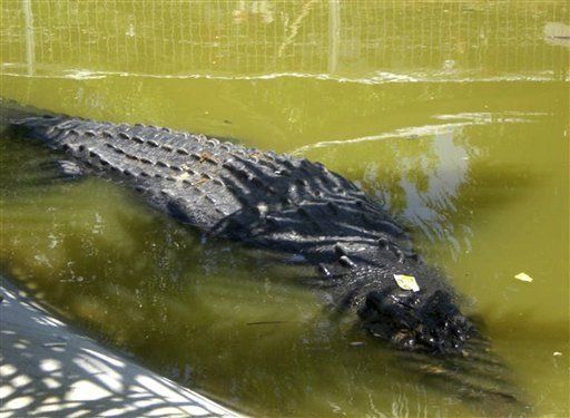 Una niña, atacada y arrastrada por un cocodrilo en una isla de Filipinas