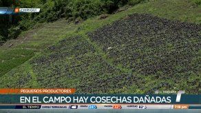Productores de Tierras Altas esperan una recuperación lenta