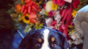 Perra de funeraria es la buena ciudadana canina 1 millón