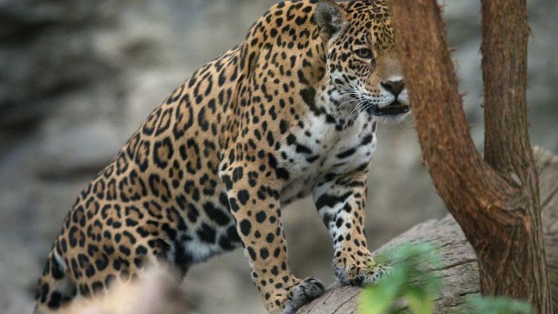Buscan a un jaguar suelto en una localidad del este de Uruguay