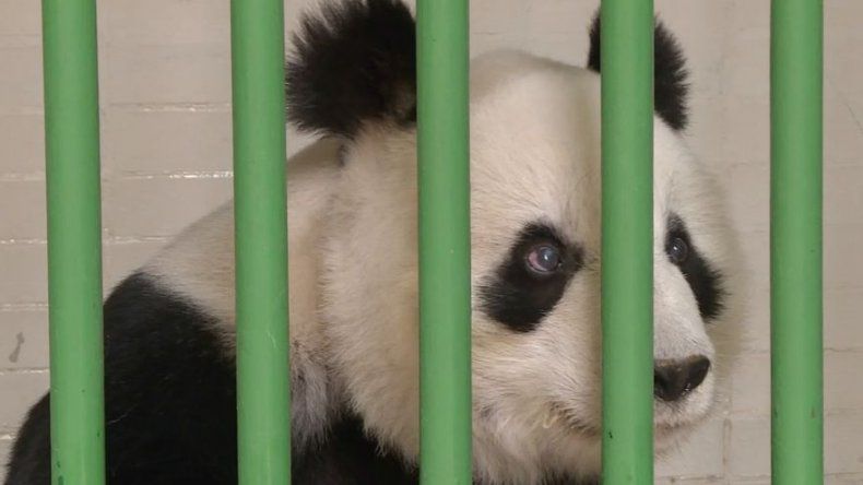México mima a las únicas pandas de América Latina mientras espera que China done más