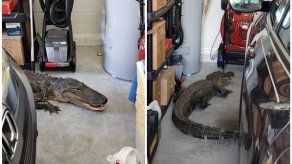 Un hombre de Florida encuentra un caimán de más de 2 metros en su garaje