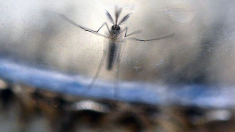 Aumentan a 60 los casos de zika en Panamá