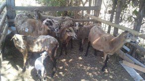 Recuperan 9 ovejas hurtadas en Chiriquí Recuperan 9 ovejas hurtadas en Chiriquí