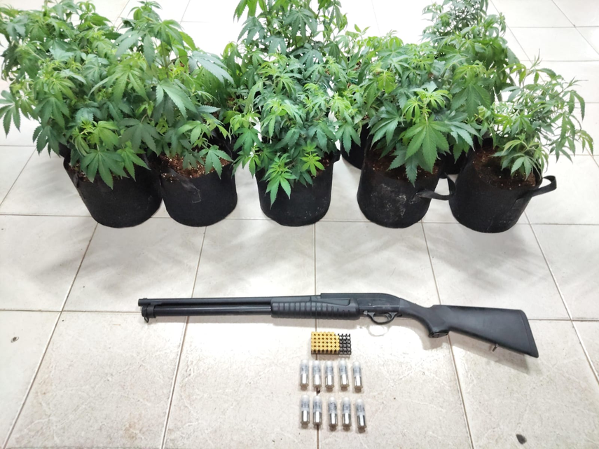 Decomisan plantones de presunta marihuana en Vacamonte.