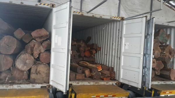 Decomisan seis contenedores con madera ilegal en el Puerto Balboa