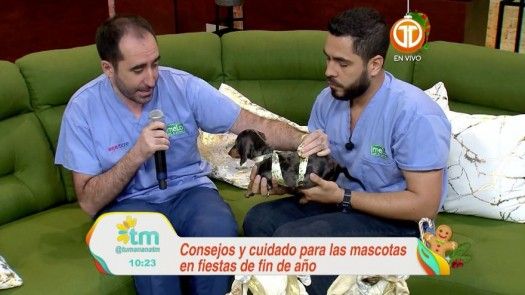 Cuidados de las mascotas para las fiestas de fin de año