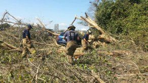Árbol cae sobre auto en la Interamericana
