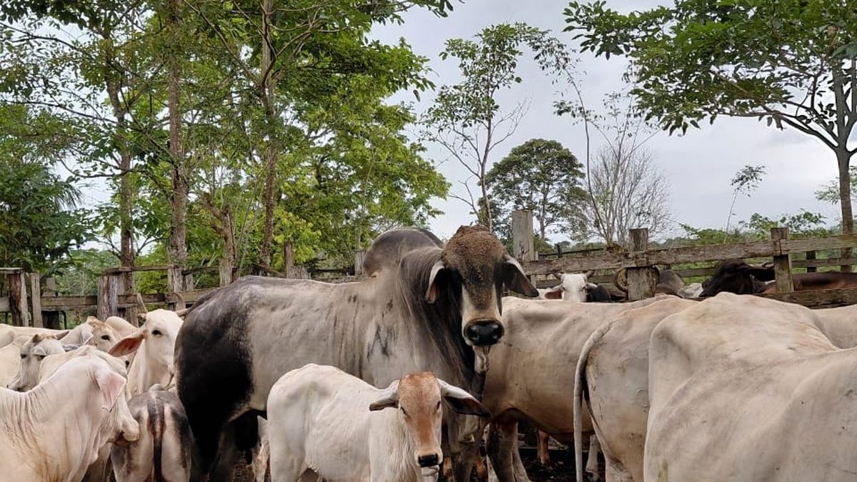 Crías del semental de programa del MIDA en Darién. Crías del semental de programa del MIDA en Darién.