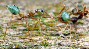 Científicos confirman la relación entre la química cerebral y la conducta
