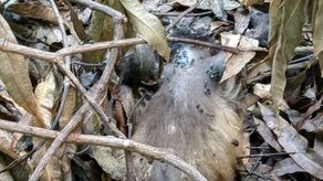 MiAmbiente investiga muertes de monos por descargas eléctricas MiAmbiente investiga muertes de monos por descargas eléctricas