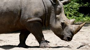 La rinoceronte Helen.