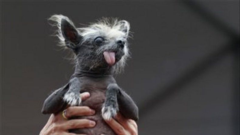 Crestado chino gana título de Perro Más Feo del Mundo