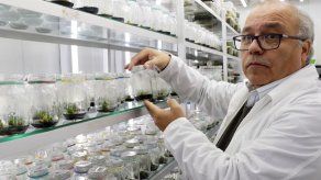 Descubren planta antártica que puede actuar como filtro solar para humanos