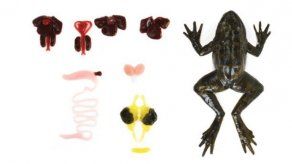 Tomada de la empresa SynDaver, de Tampa