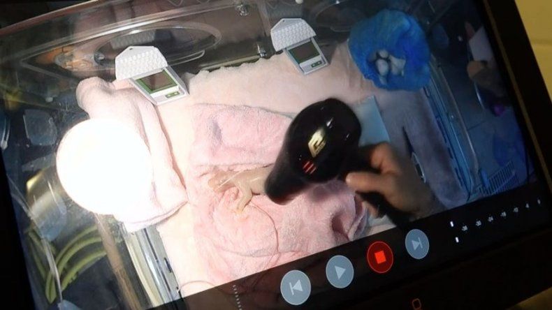 Zoológico francés lucha por mantener viva a cría de panda