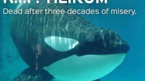 Murió en Florida la orca Tilikum