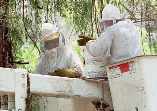 Las abejas son capaces de manipular ideas abstractas