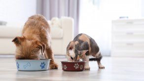 busca cambiar las comidas para tus mascotas, para que no se aburran de lo mismo.