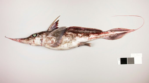 Descubrimiento de una especie de tiburón fantasma