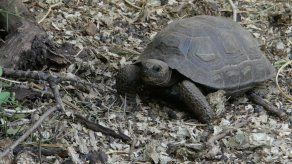 ¡Cuidado con los souvenirs!: los particulares recuerdos que se incautan en Galápagos